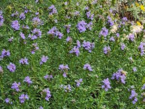 montana ssp. Illyrica purple winter savory