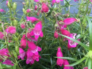 Penstemon-x-mex-Red-Rocks